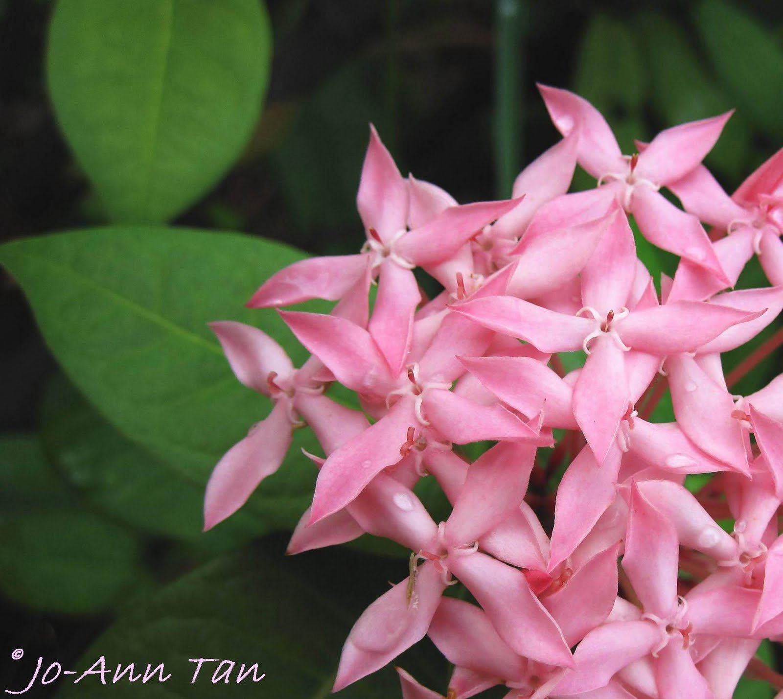 bunga ixora