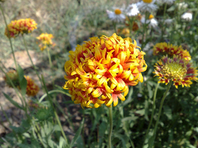 Unknown Yellow Flower 2