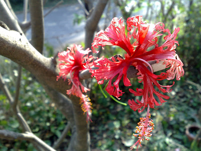 Junglee Hibiscus