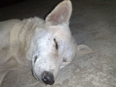 My Dog Pandya in Normal Mode, Eat and Sleep and on and on…….