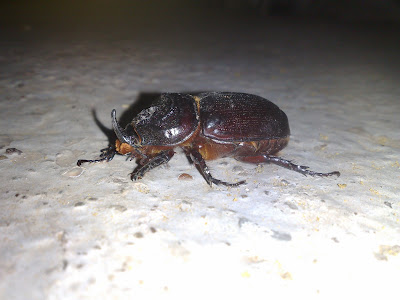 Horny Bug, 2 inches long.
