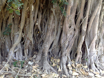 Old Banyan Tree