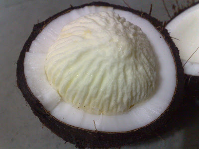 Sprouting Coconut - Delicious and Beautiful both