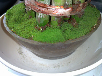 Moss - Lush Miniature Greenery