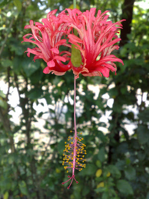 Hibiscus Schizopetalus, also called Katri Jaswand in Marathi