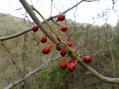 Wild Red Berries