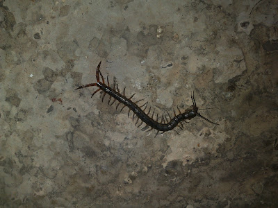 Centipede on a Hunt