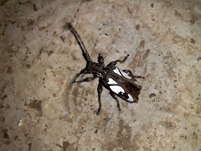 Black and White Bug