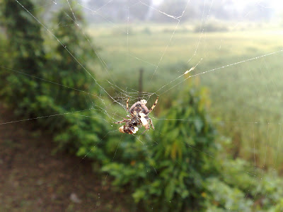 Weird Looking Spider