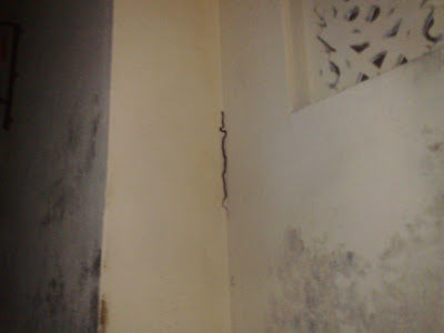 Suryakandar, a Venomous Snake trying to Climb a Wall