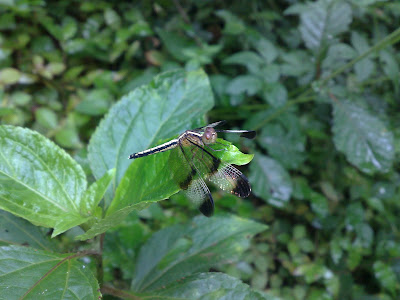 Pied Paddy Skimmer – Female Dragonfly