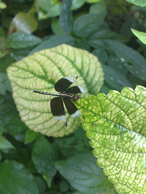 Pied Paddy Skimmer – Male Dragonfly, Black Velvet Wing