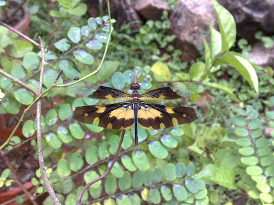 Common Picture Wing Dragonfly -Rhyothemis Variegata - Variable Glider