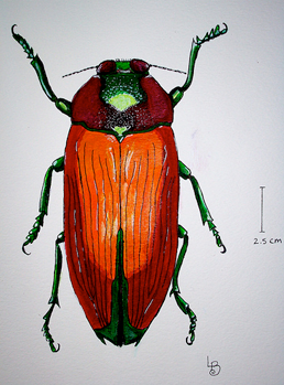 [beetle9.png]