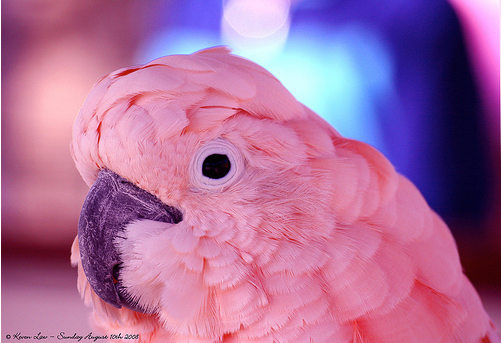 [pink7.png]
