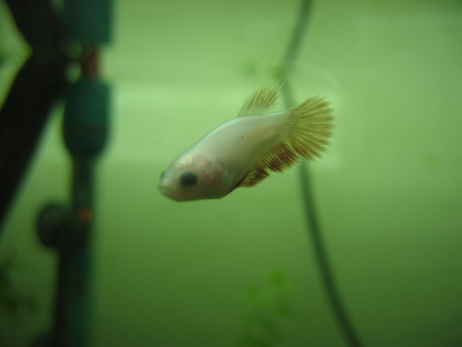 Deformed Betta