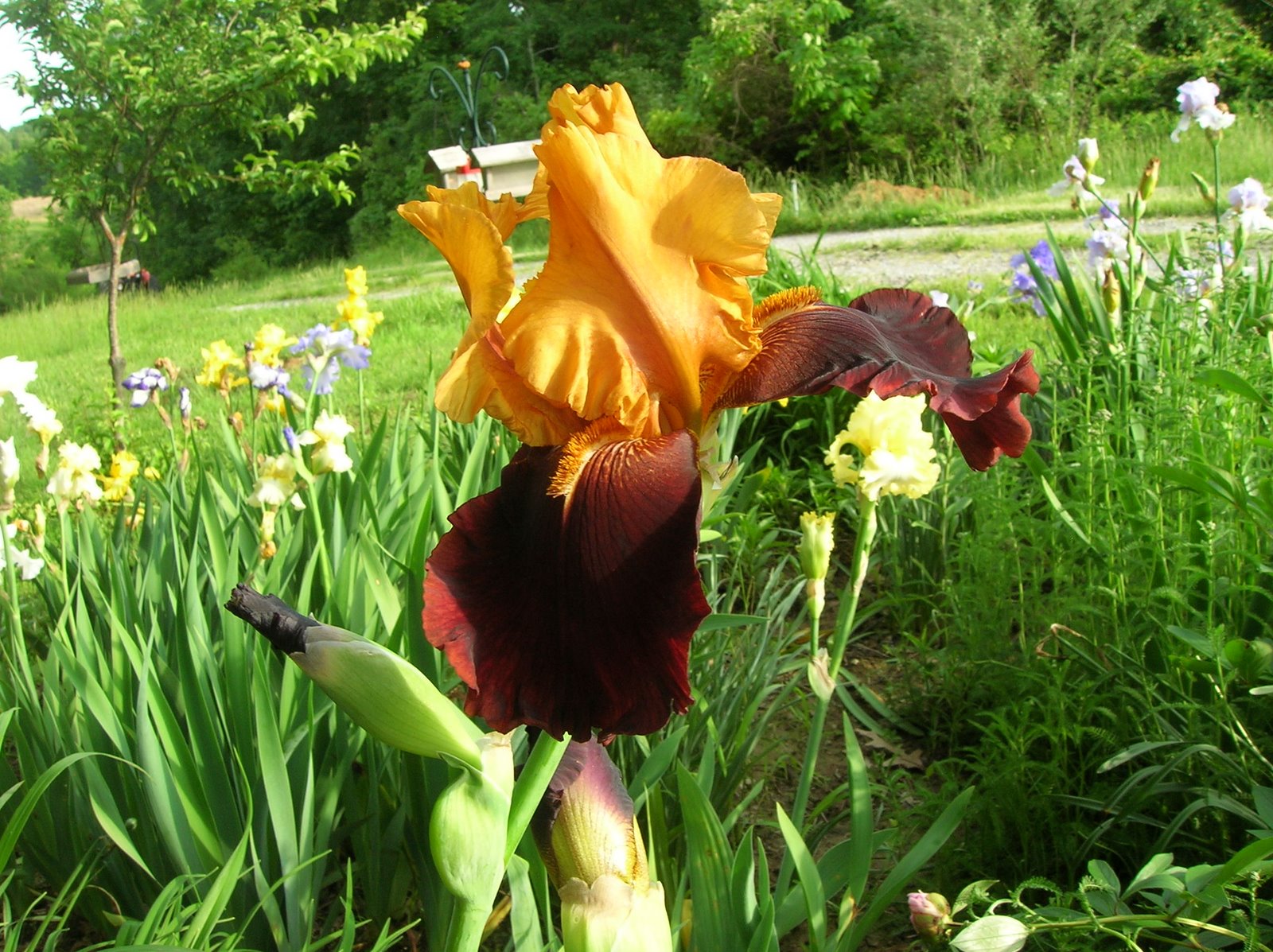 [Irises+20009+034.JPG]