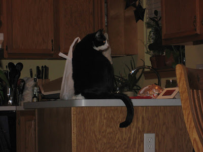 cats misbehaving