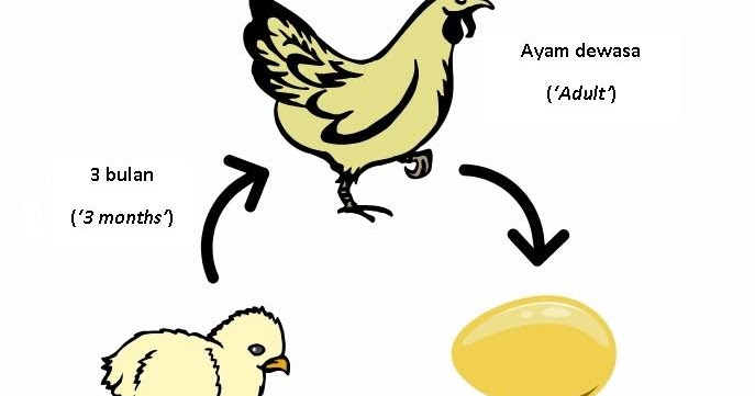 Hidup ayam kitaran Bagaimana untuk