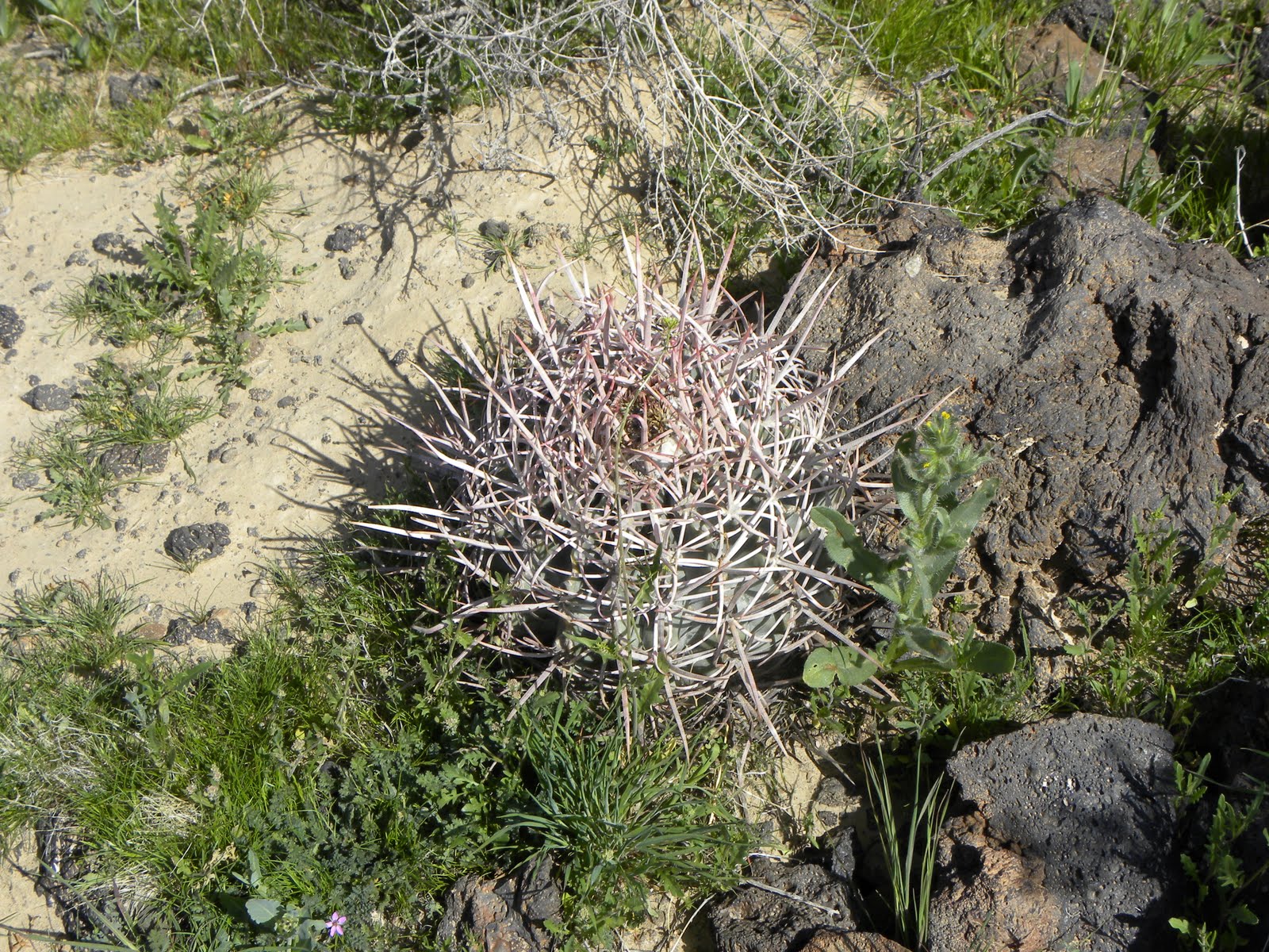 Shrubs Archives Ramblings From A Desert Garden