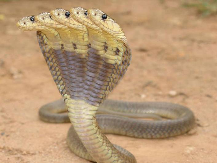 Land Snakes