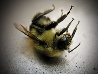 Porqué Desaparecen las Abejas.National Geographic.Xvid.Mp3. Dying+bee