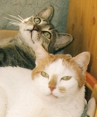 [MirÃ³+e+Elis+Regina.jpg]