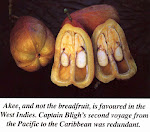 Ackee (Caribbean Breakfast Fruit)