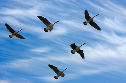 birds migration pictures