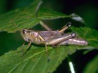 Grasshopper Picture