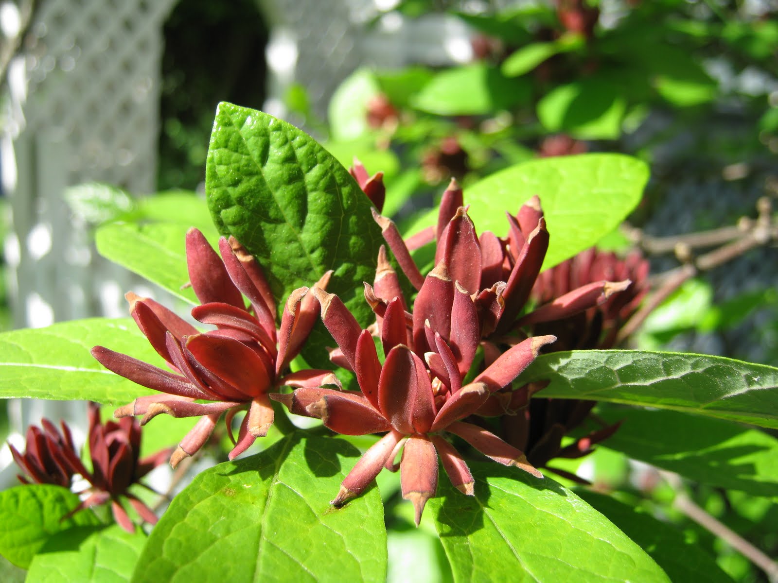 Piedmont Discovery The Sweetshrub Mystery