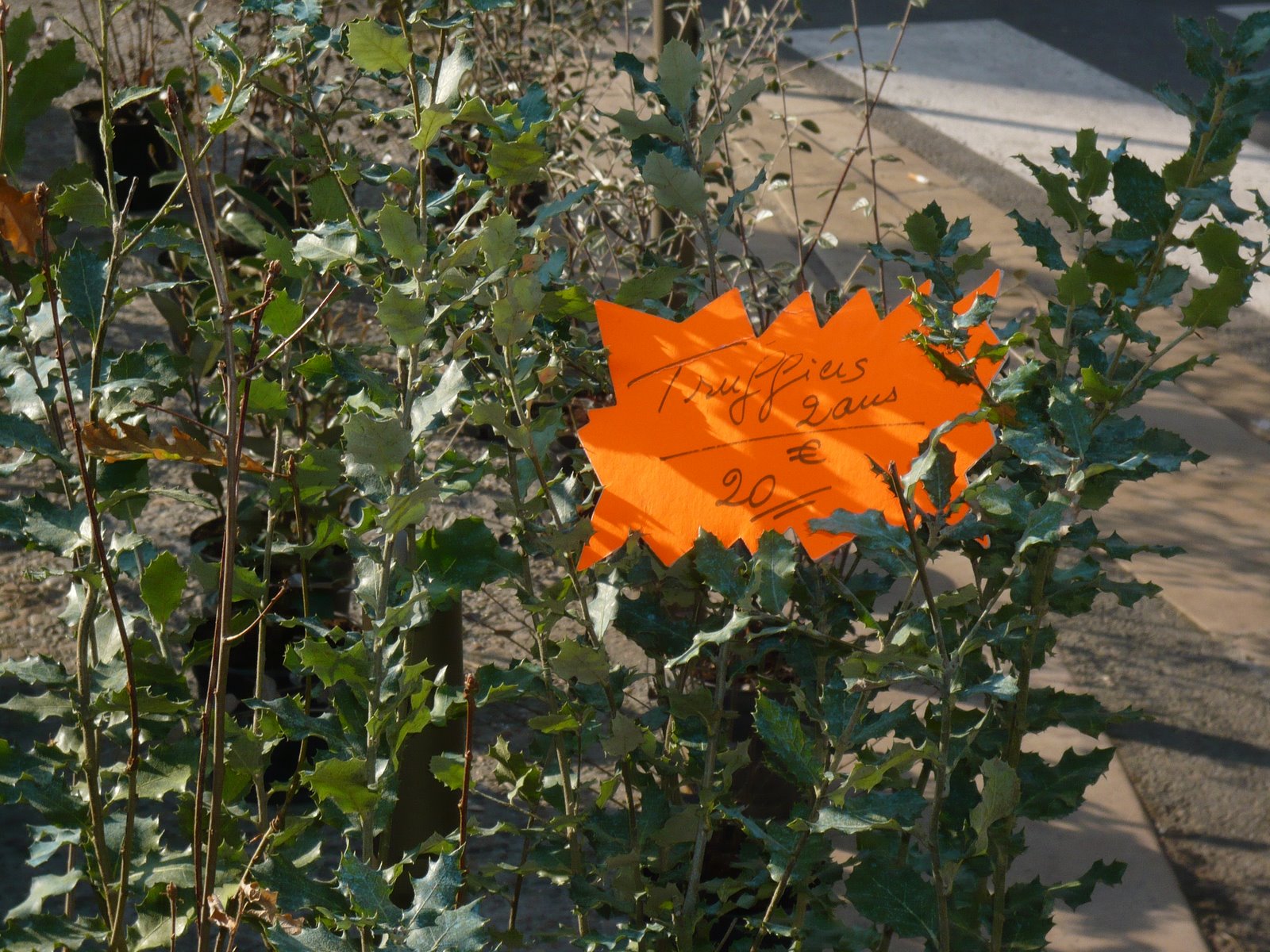 [truffle+tree.JPG]