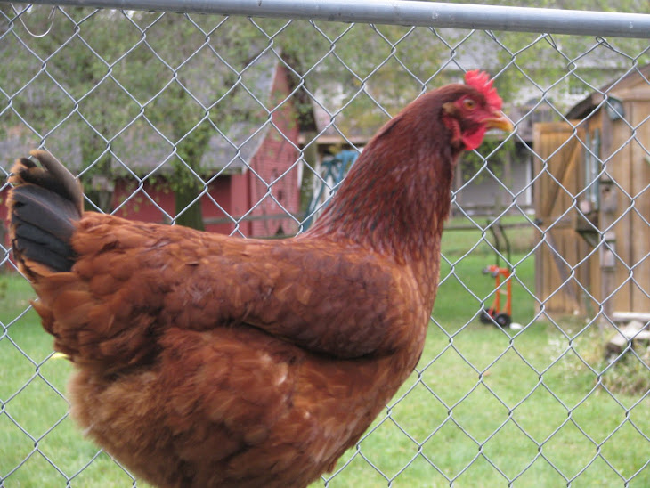 Our Chicken