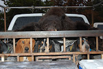 There's bears in them there woods
