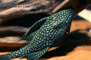 Pleco L330