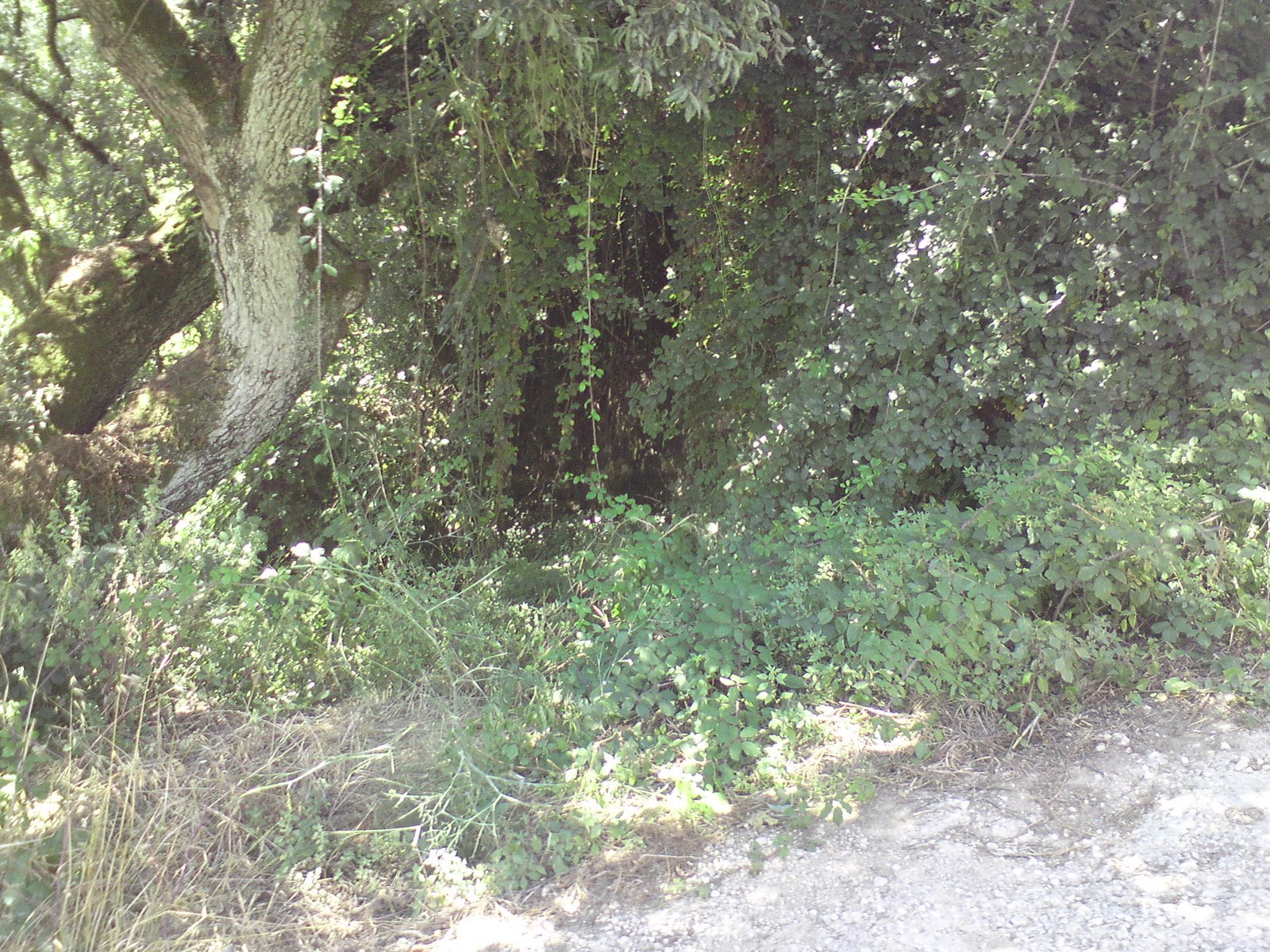 [DSC01287.JPG]