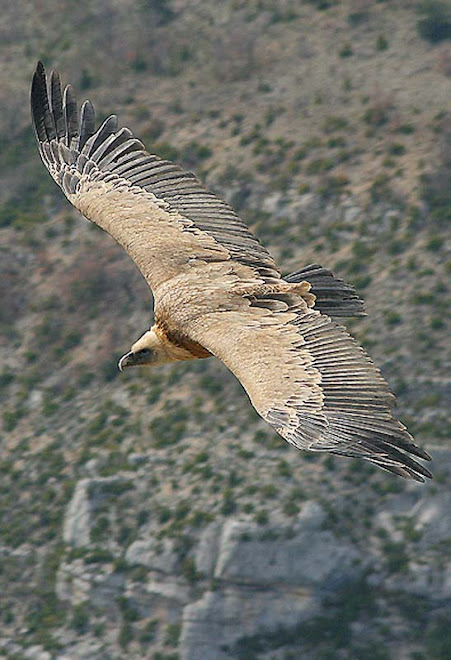vautour fauve / Gänsegeier/Griffon vulture
