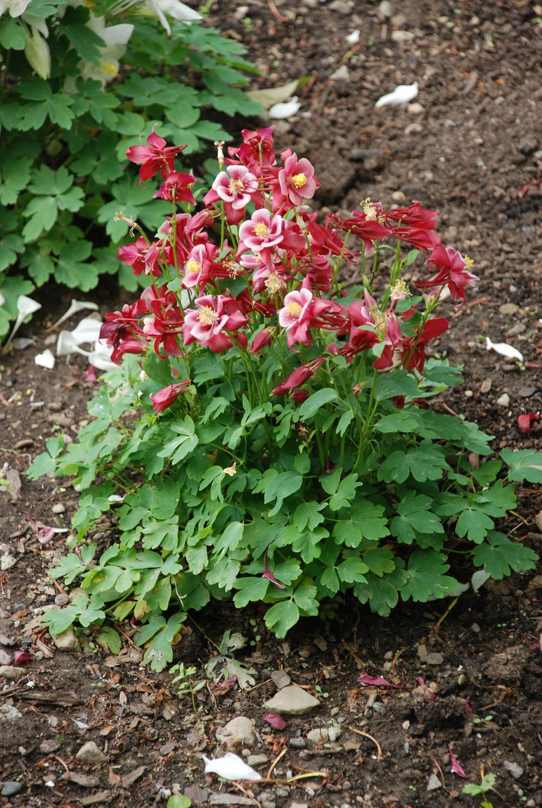 S T I L E T To Changing Hues Of Hydrangea Macrophylla