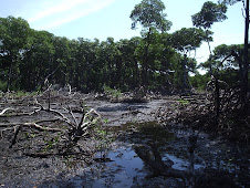 Desmatamento do mangue do rio Cocó