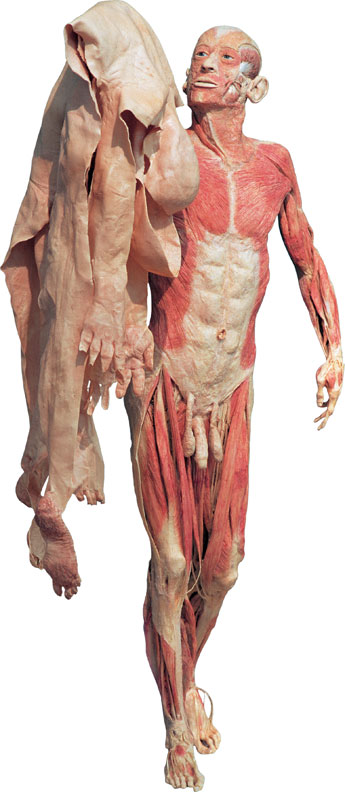 bodyworlds_holdingskin.jpg