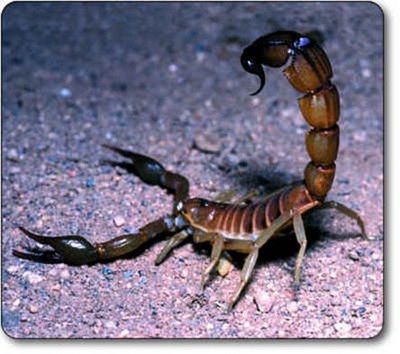 [scorpion2.jpg]