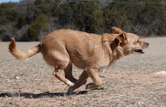 Cookie at top speed