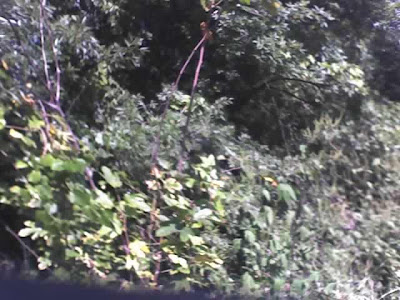 It's a Blobsquatch! Right there! Can't you see it?