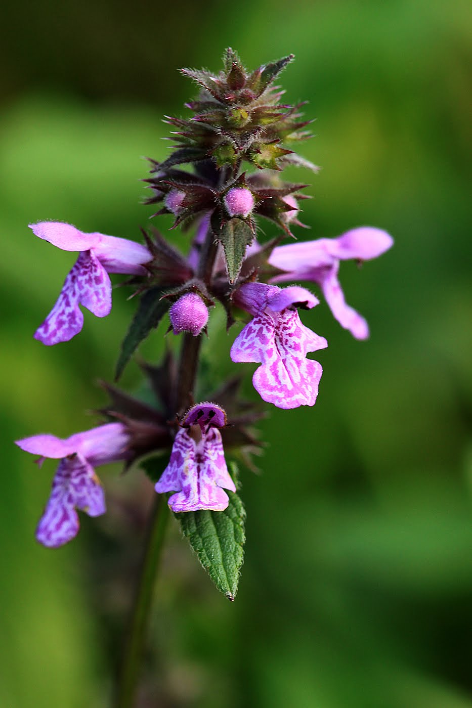 grand oiseau blanc que l on rencontre en alsace