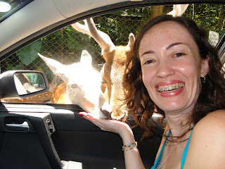 Alimentando os animais de dentro do automóvel