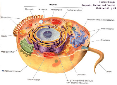 Blood Cell Diagram