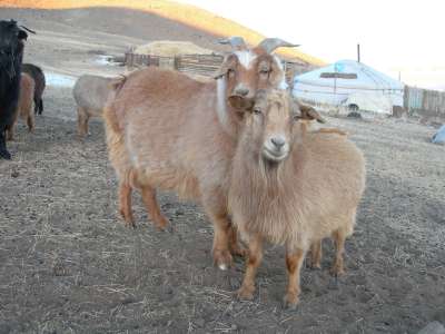 Higher Mongolian Cashmere