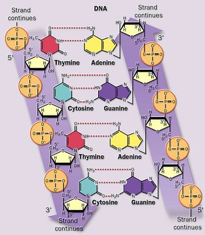 son cadenas de adn biolog 205 a molecular cadenas antiparalelas son cadenas de adn biolog 205 a molecular cadenas antiparalelas