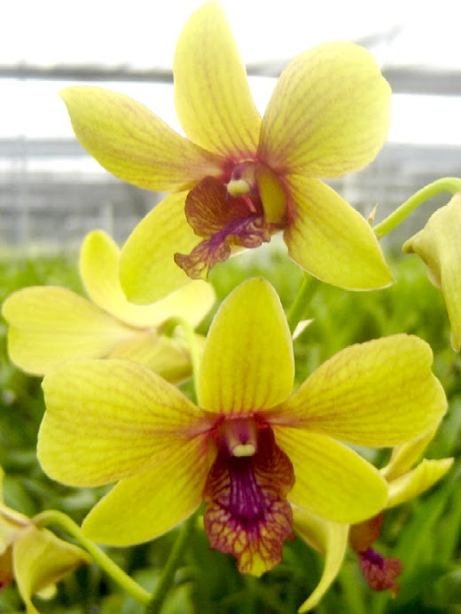 Dendrobium Thongchai Gold