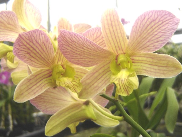 Dendrobium Salaya Candy